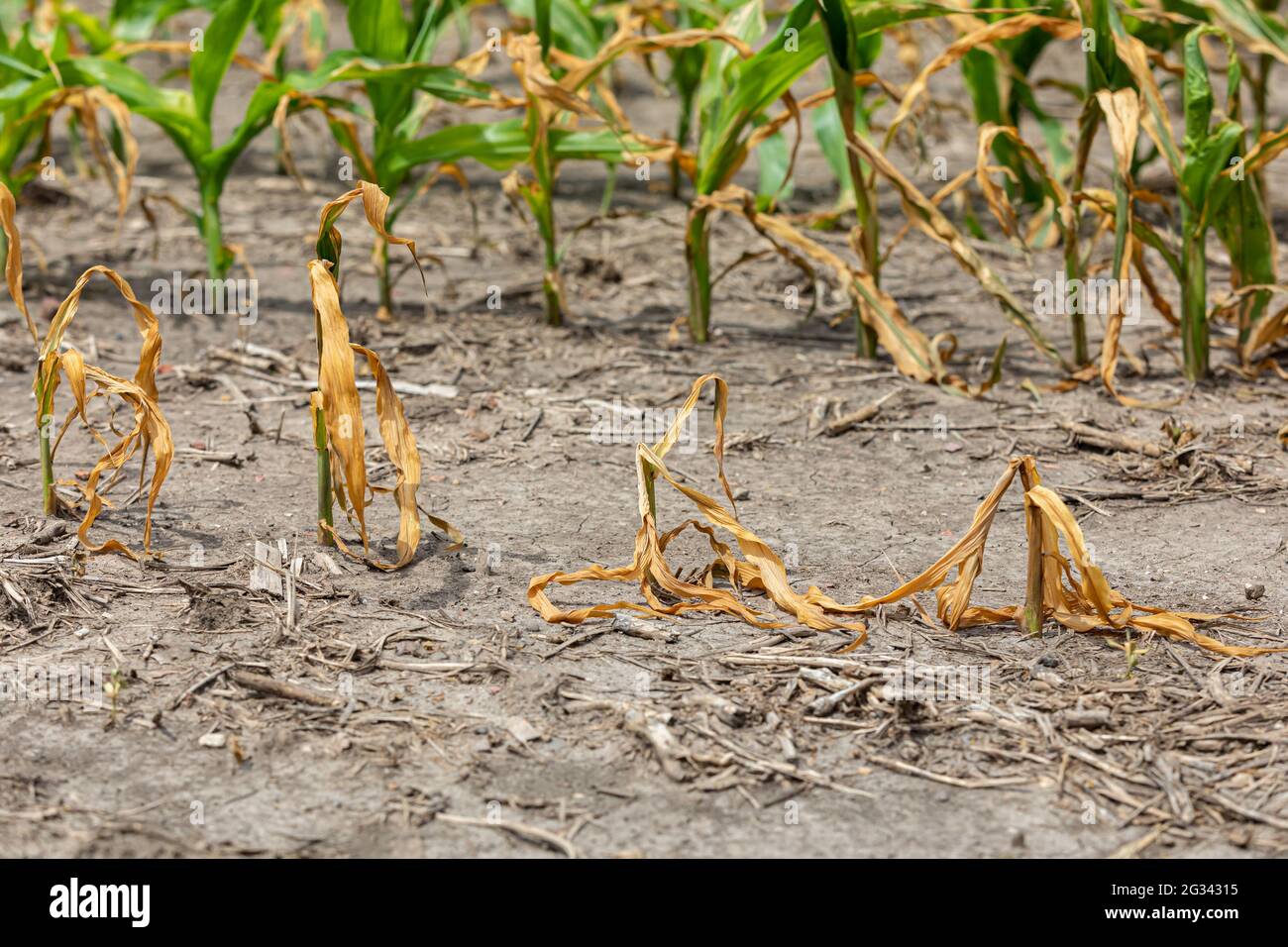 Herbicide damage hires stock photography and images Alamy