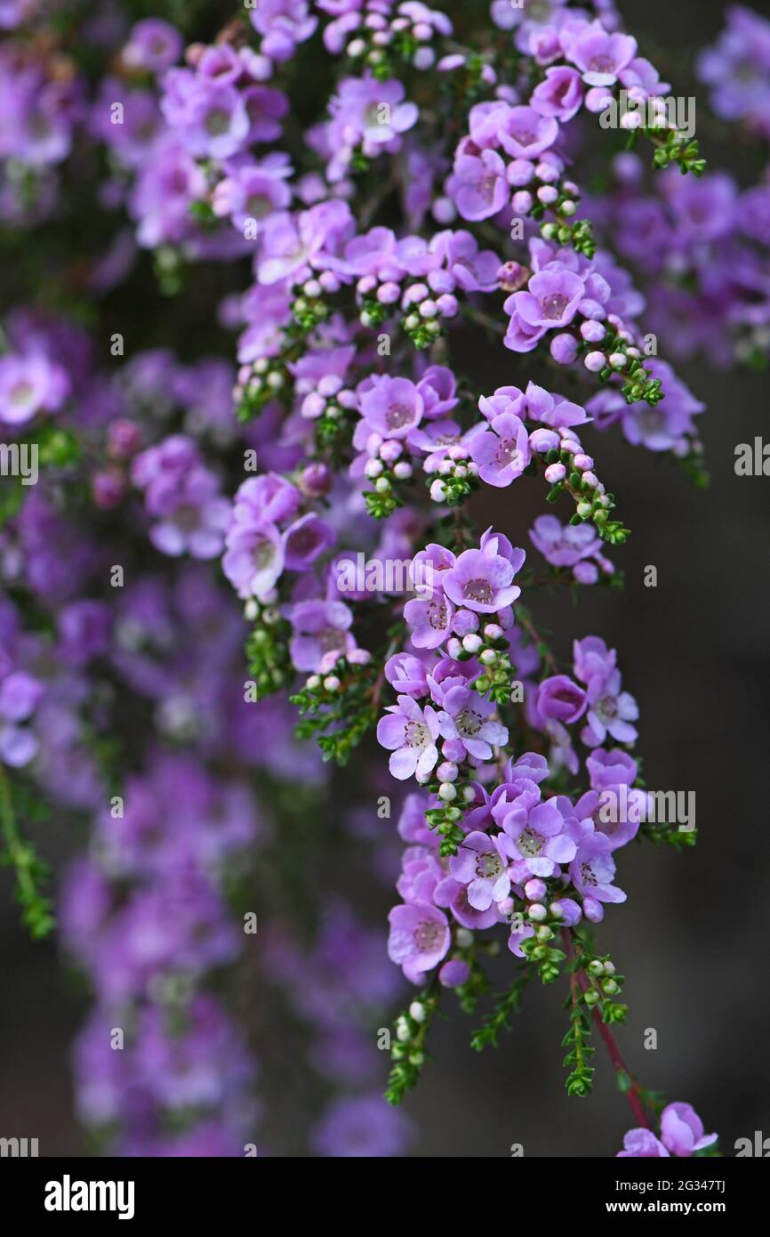 Delicate purple flowers of the Australian native shrub Thryptomene denticulata, family Myrtaceae. Endemic to Western Australia Stock Photo