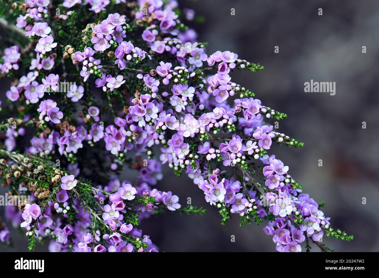 Delicate purple flowers of the Australian native shrub Thryptomene denticulata, family Myrtaceae. Endemic to Western Australia Stock Photo