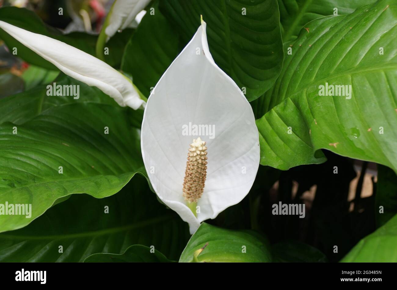 Beautiful white Spathe Flower 'Sweet Pablo' at full bloom Stock Photo ...