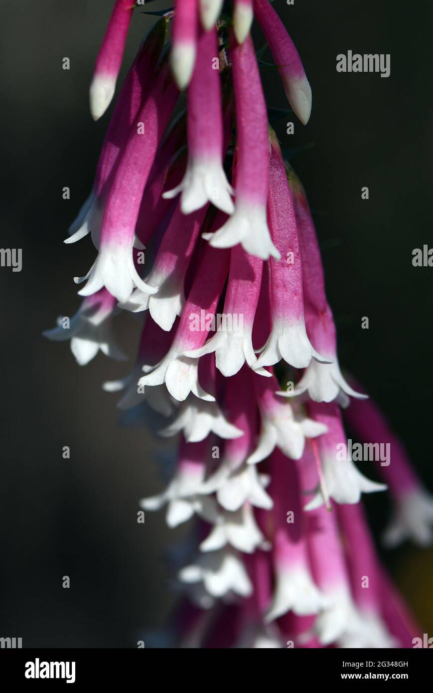 Close up of the pink and white bell-shaped flowers of the Australian Fuchsia Heath, Epacris longiflora, family Ericaceae, Sydney, NSW, Australia Stock Photo