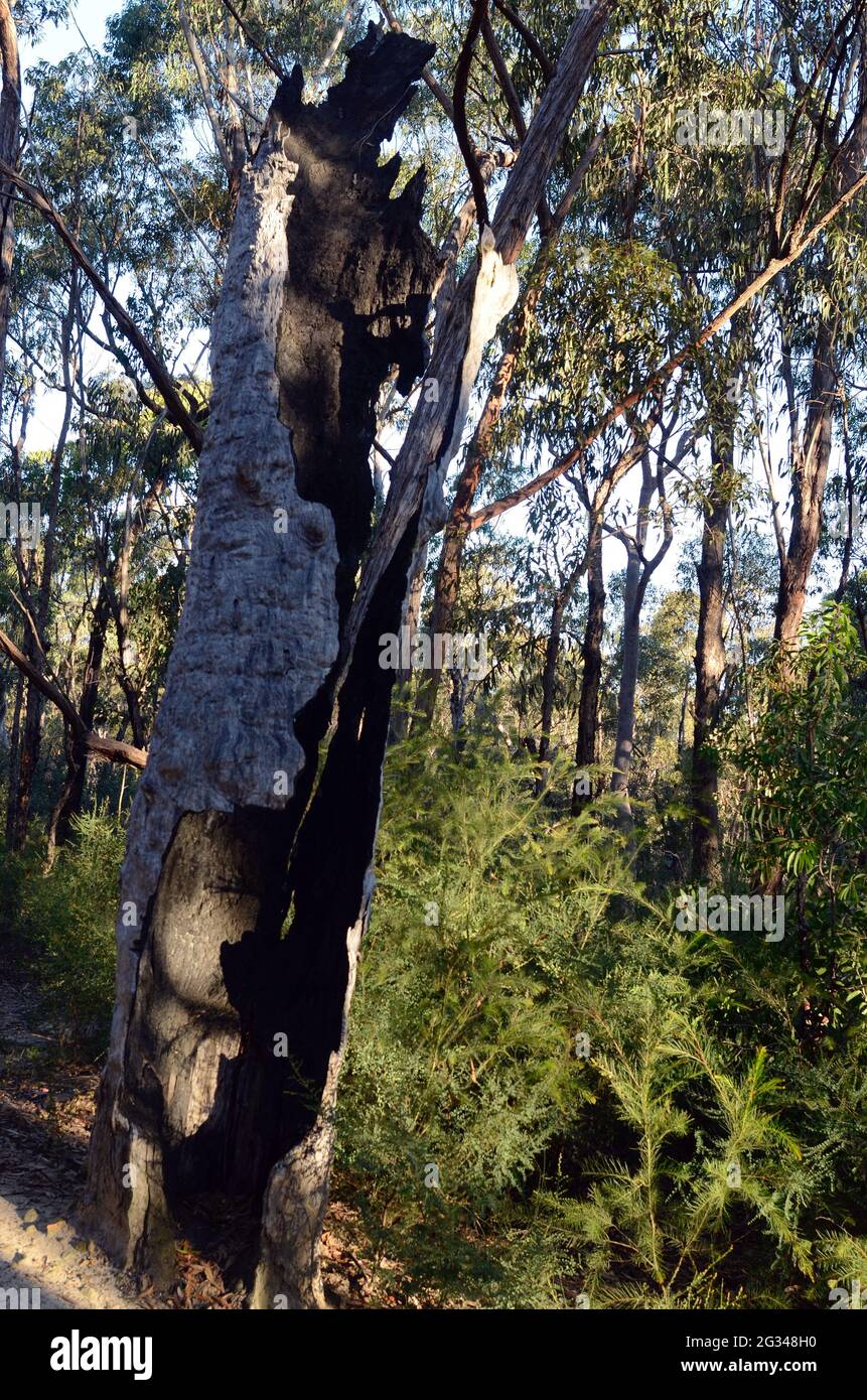 A burned out tree in the Blue Mountains Stock Photo