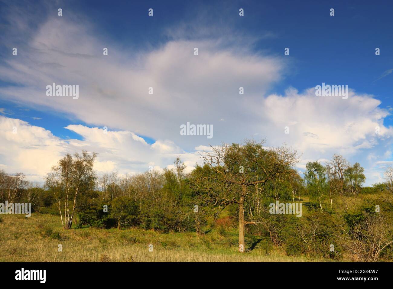 Trees in a Nature Reserve in County Durham, England, UK Stock Photo Alamy