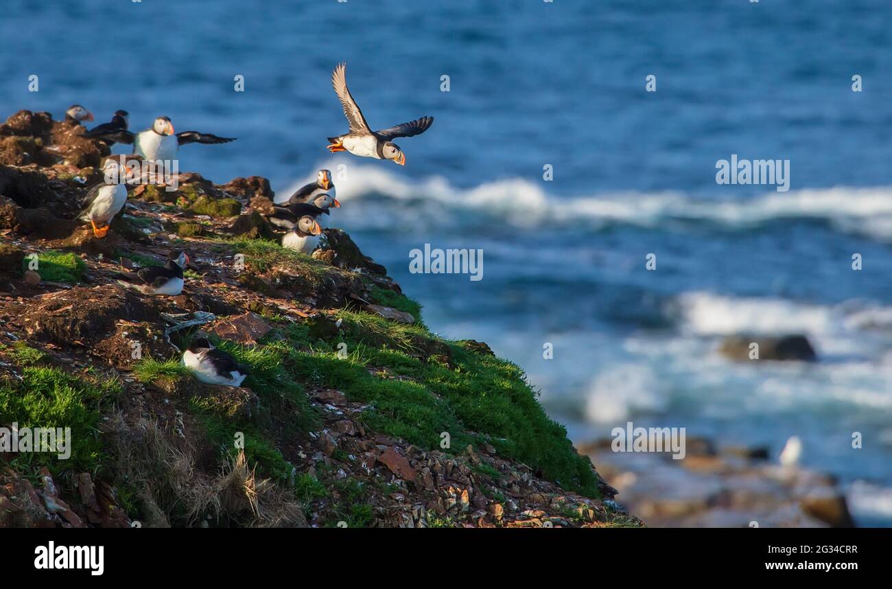 Several atlantic puffins (Fratercula arctica) on a rocky, grassy cliffy overlooking the ocean. Stock Photo