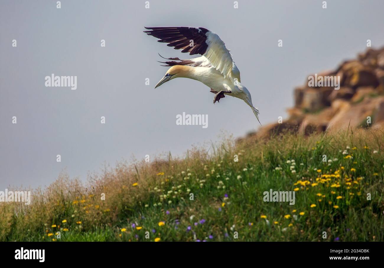 Gannet flowers hi-res stock photography and images - Alamy