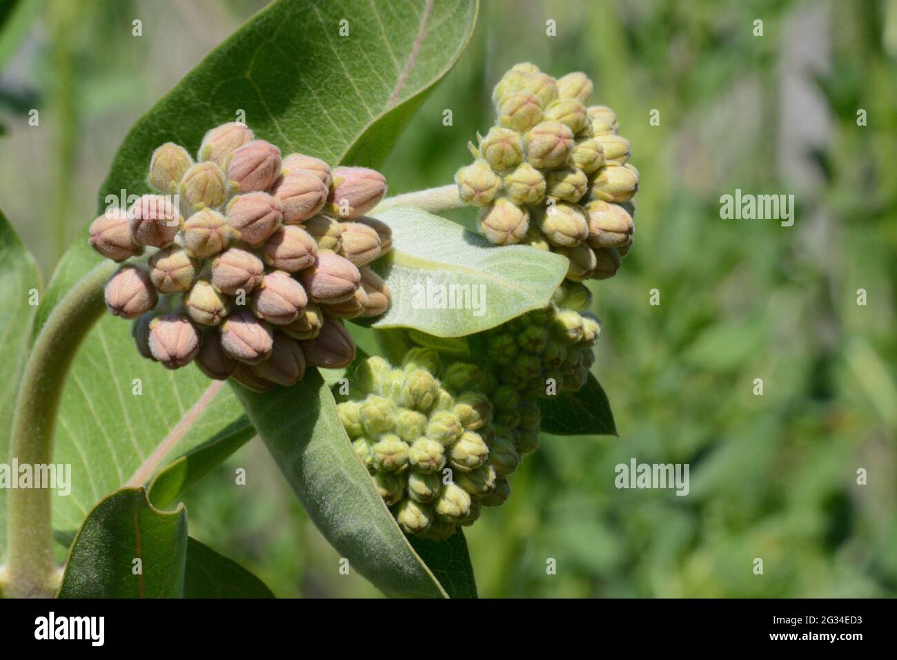 Springtime showy milkweed or Asclepias speciosa buds and leaves about to open Stock Photo