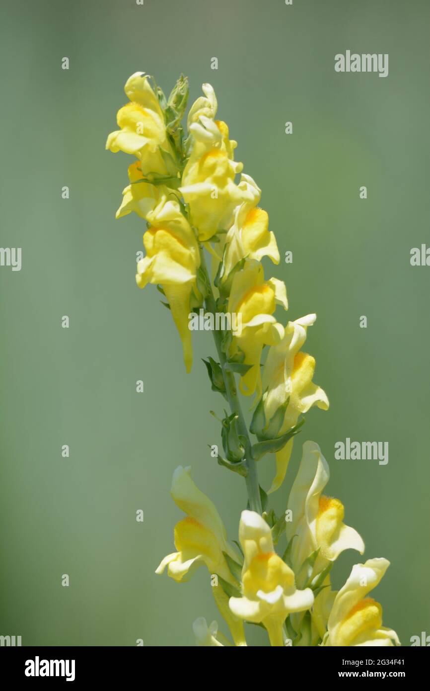 Springtime yellow toadflax or Linaria dalmatica wildflowers blooming in field Stock Photo