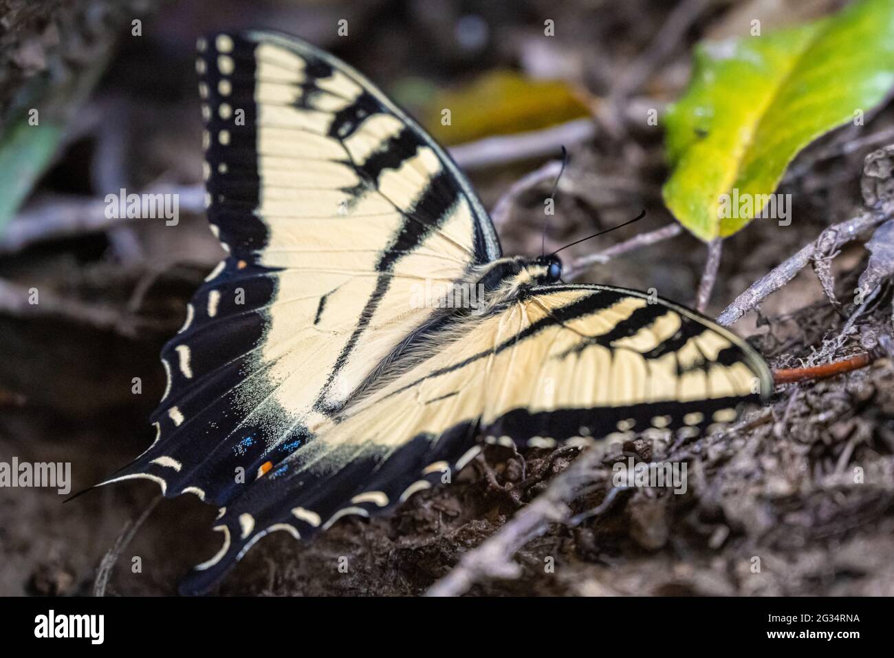 Eastern tiger swallowtail butterfly (Papilio glaucus) alongside the Chattahoochee River in Sandy Springs, Georgia. (USA) Stock Photo