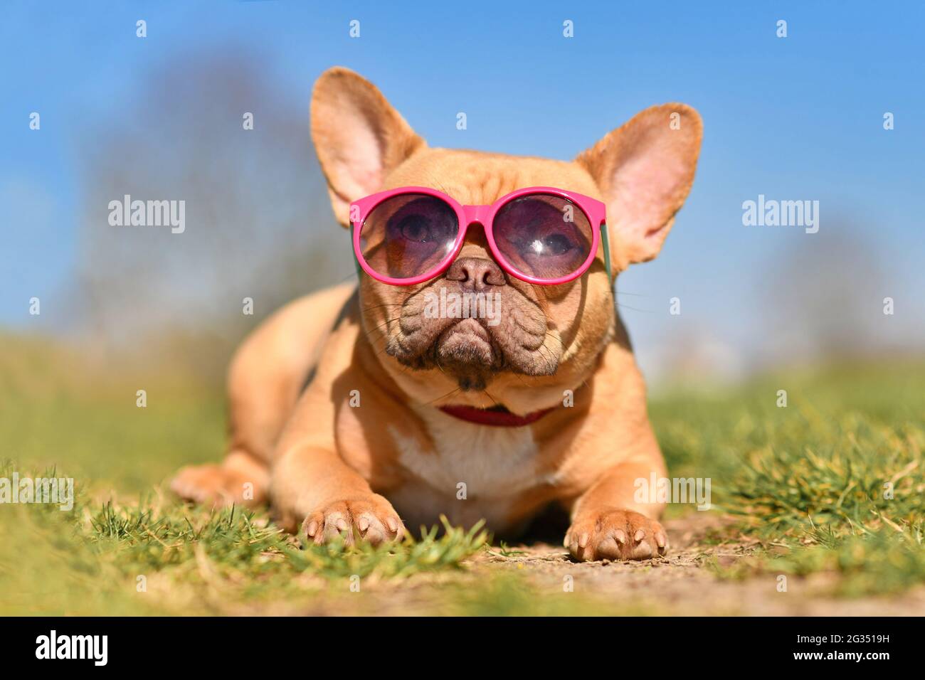 Cute French Bulldog dog wearing pink sunglasses in summer on hot day Stock Photo
