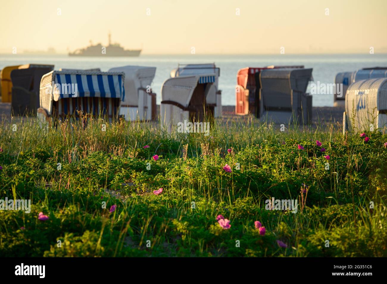 Kiel, Germany. 14th June, 2021. Flowers and grasses grow on a beach in