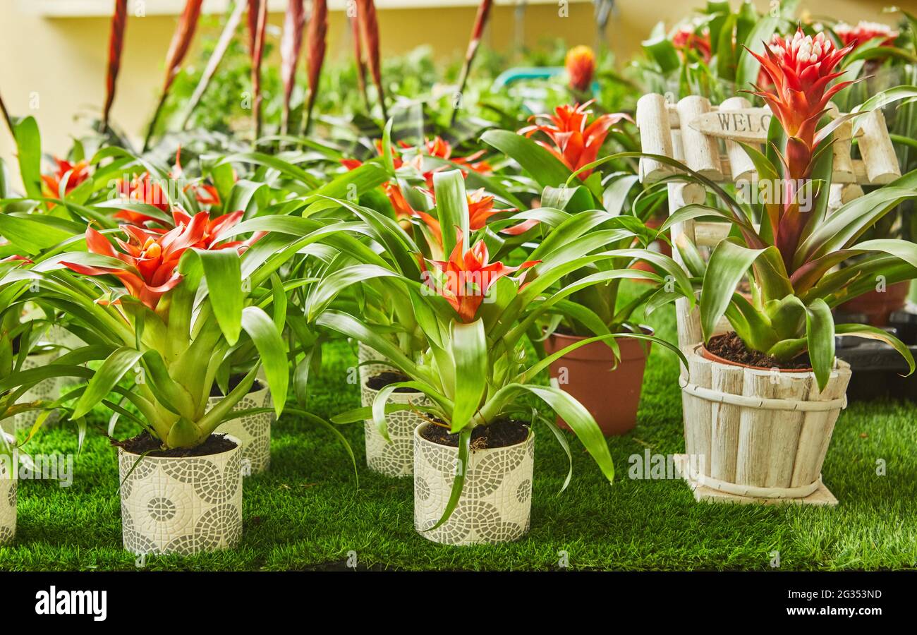 Blooming bromeliads in pots in botanical park closeup Stock Photo Alamy