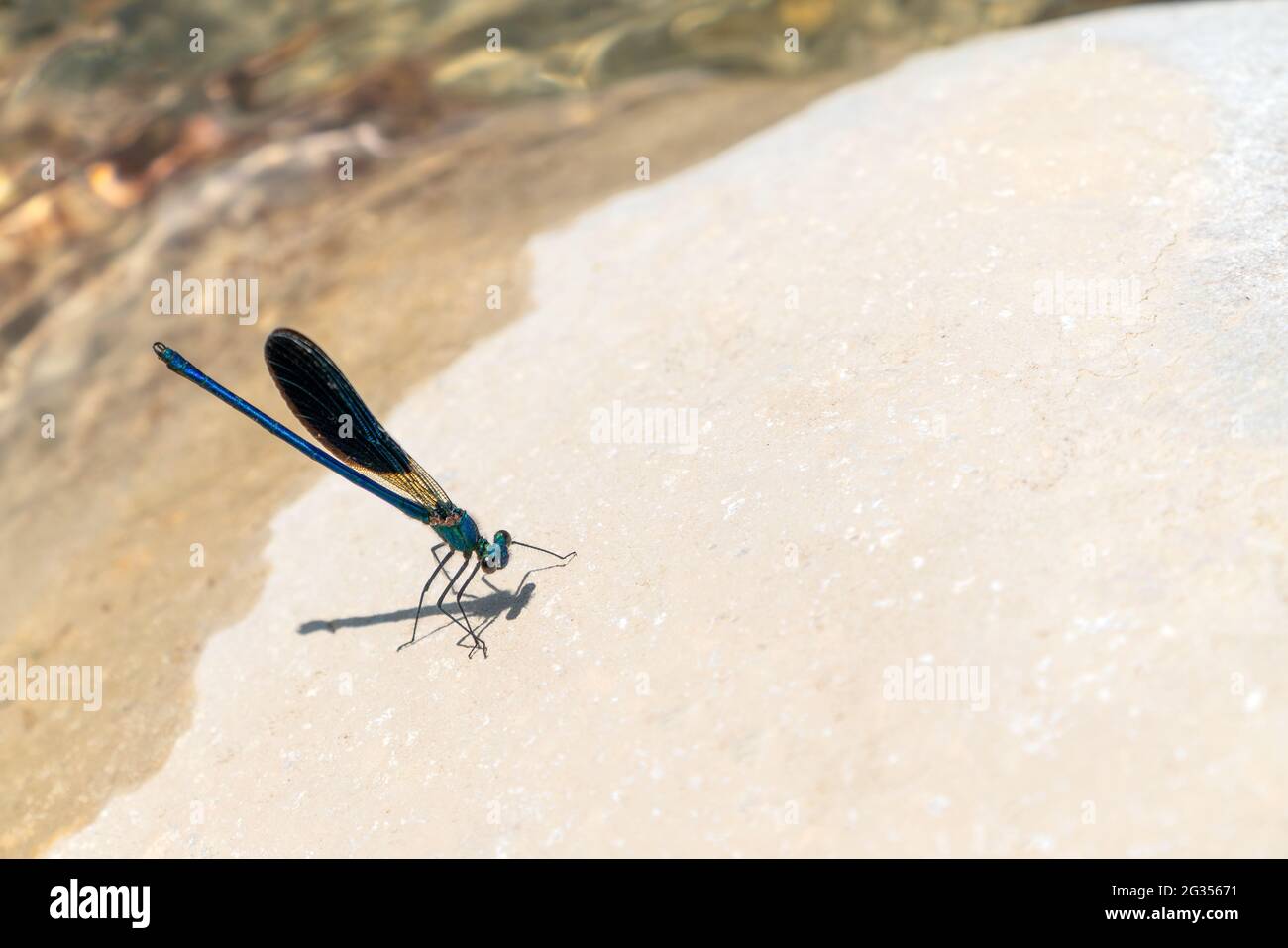 Small blue dragonfly on a stone Stock Photo - Alamy