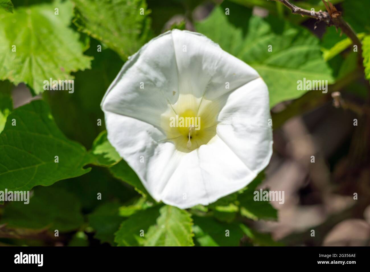 Elegant bindweed hi-res stock photography and images - Alamy