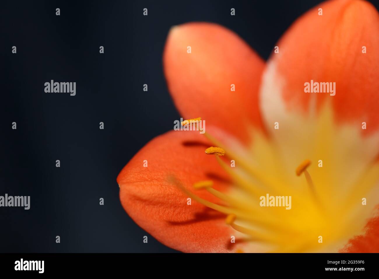 Orange flower blossom close up background clivia miniata family amaryllidaceae high quality big size prints Stock Photo