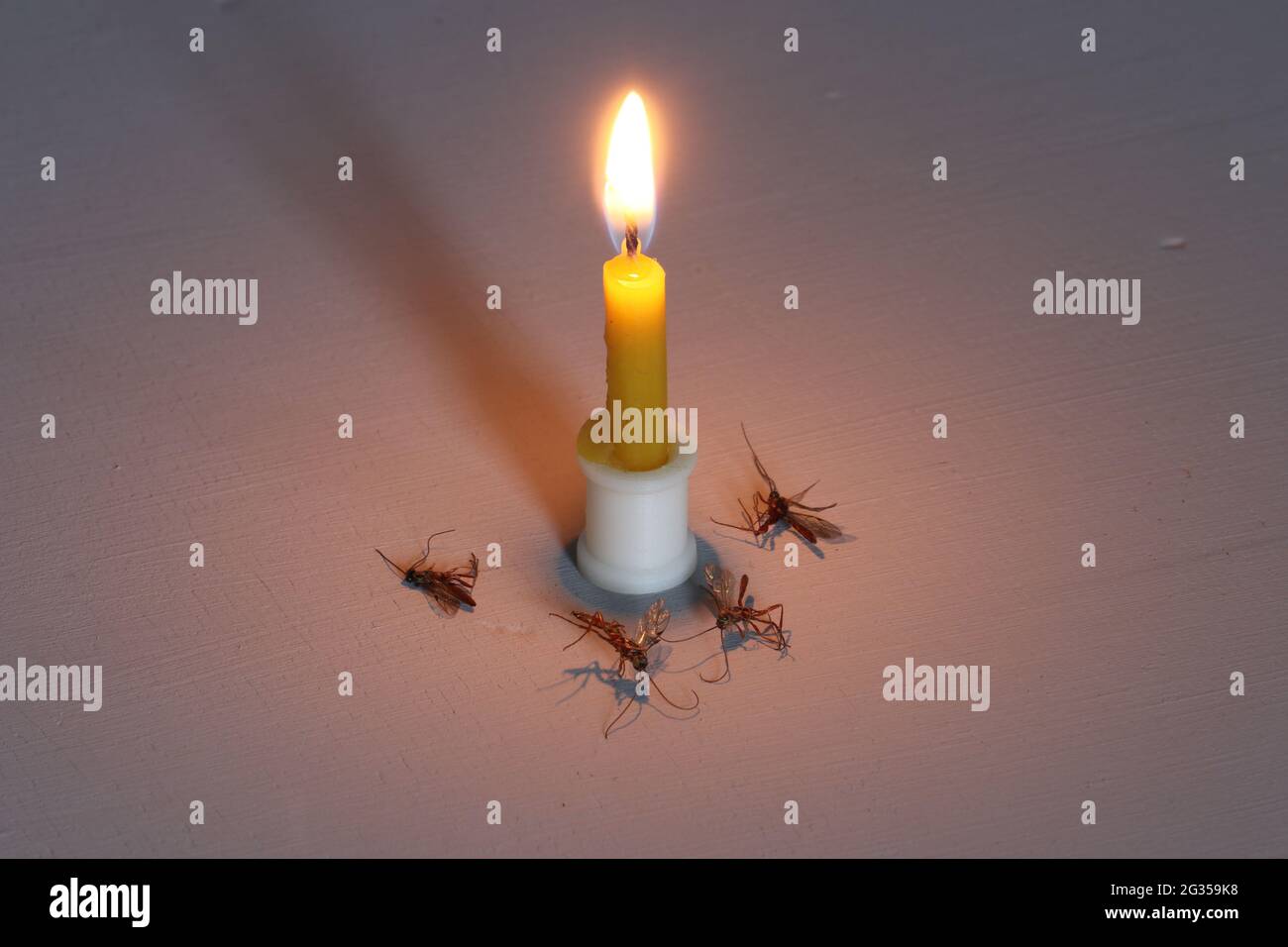 Butterfly flies on the flame of a candle. Fire and desire Stock Photo