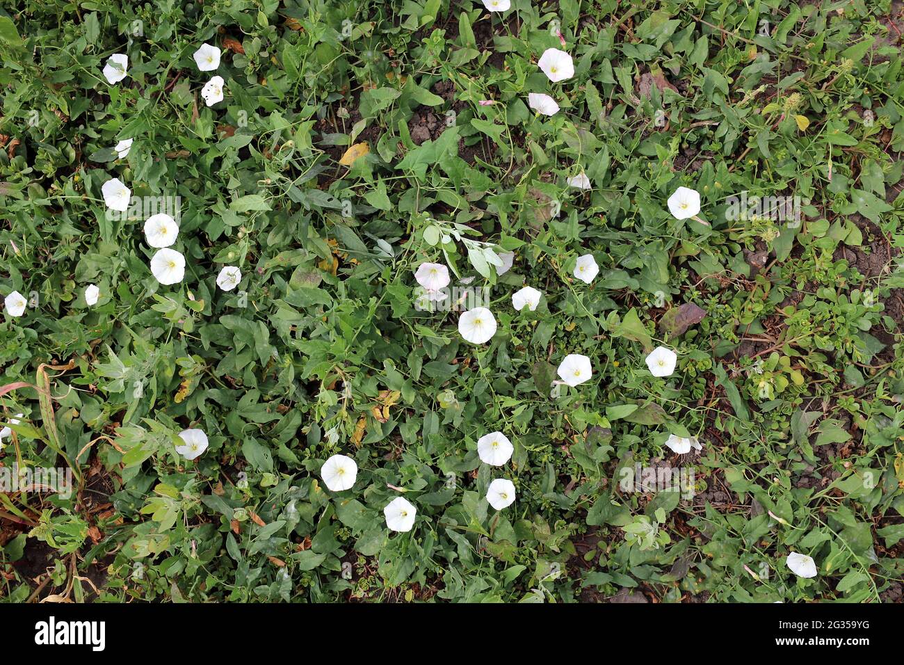 Weed Morning glory or Lesser bindweed, Convolvulus arvensis flowers Stock Photo