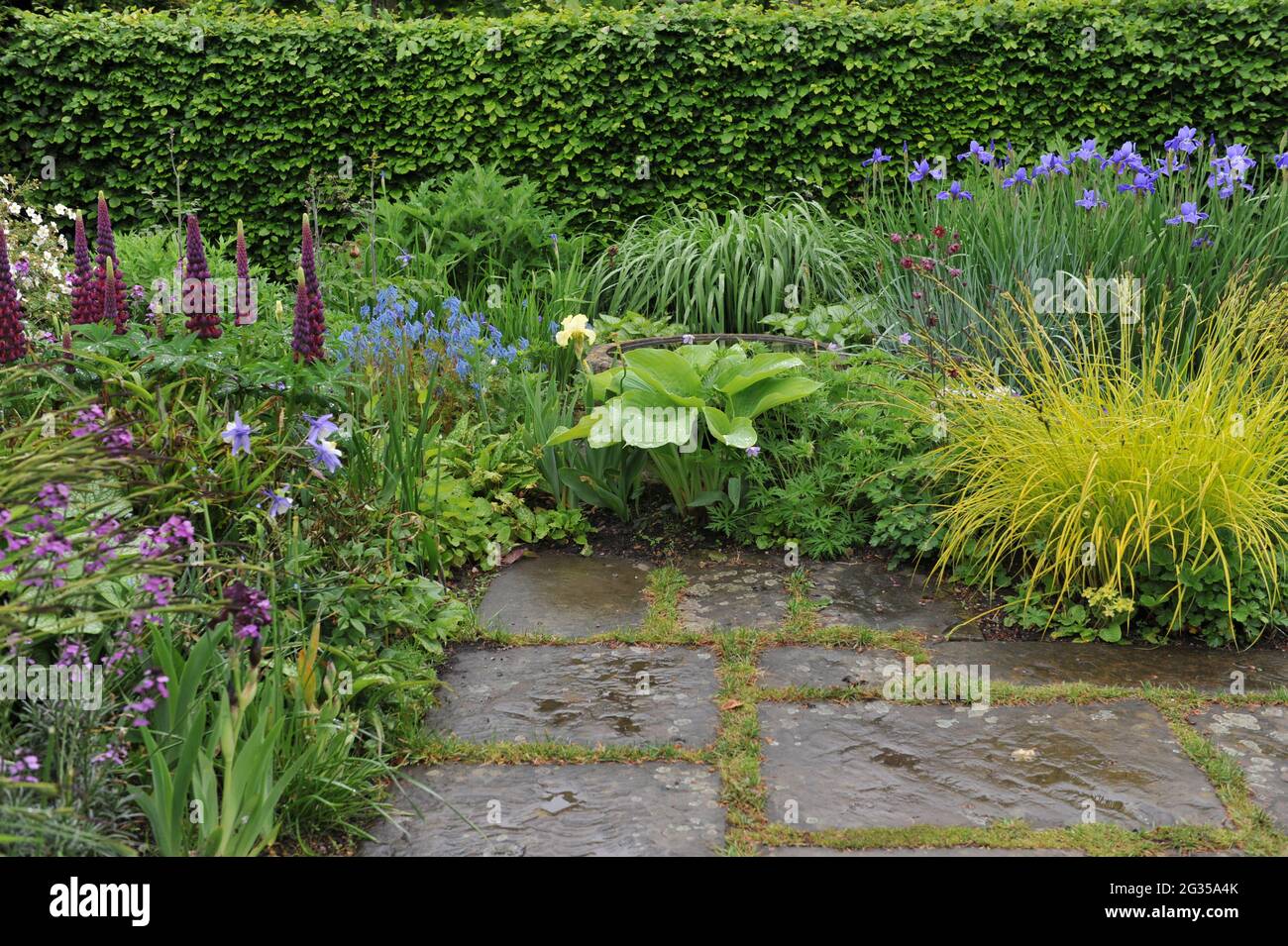 English garden flower hi-res stock photography and images - Alamy