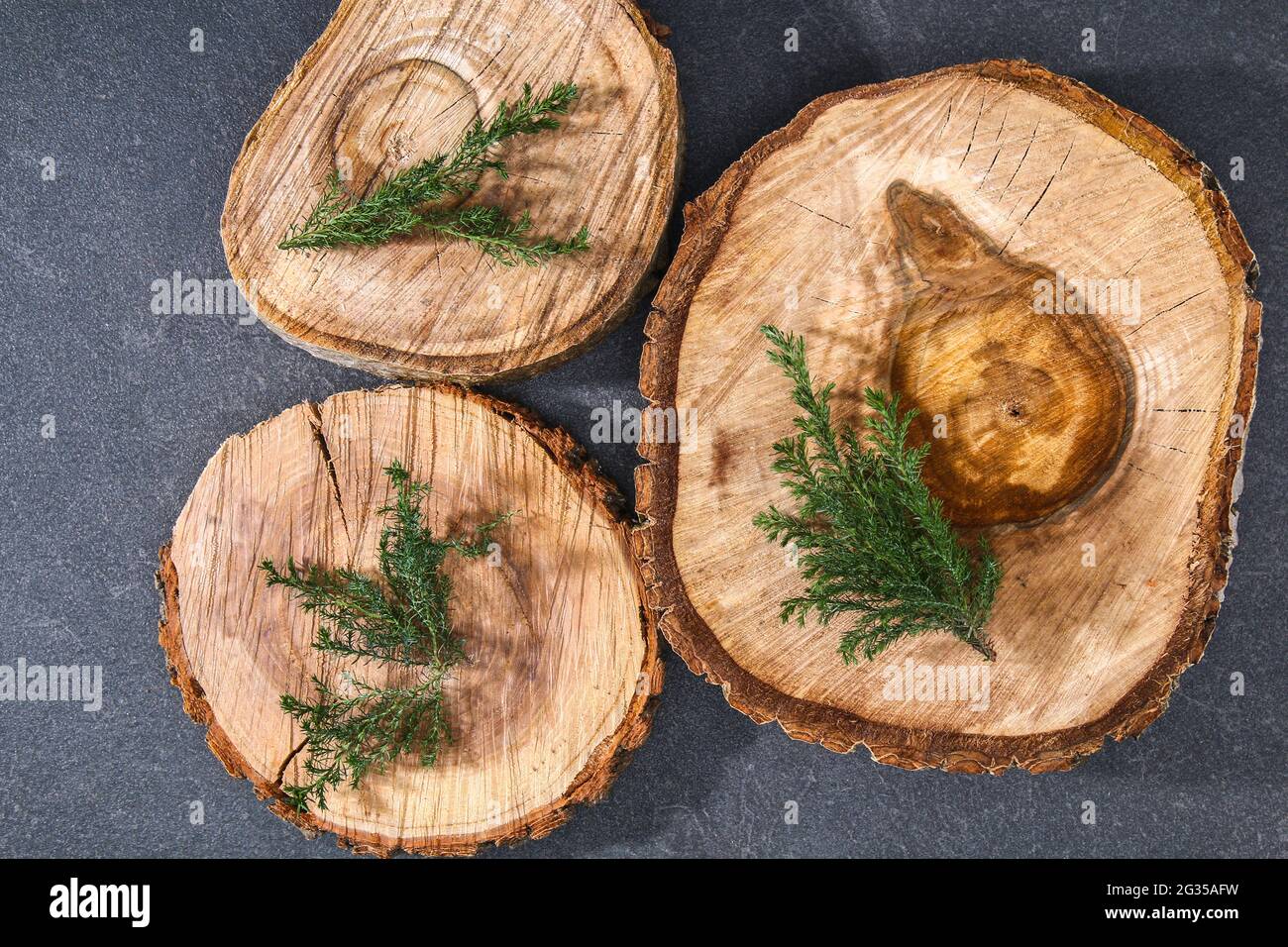 Cypress Branches On Wooden Slabs On A Dark Black Background Christmas 