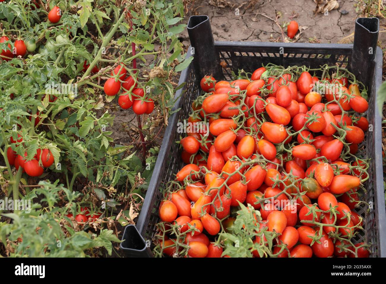 Harvesting cherry tomatoes. Cherry tomatoes are in a plastic box Stock ...