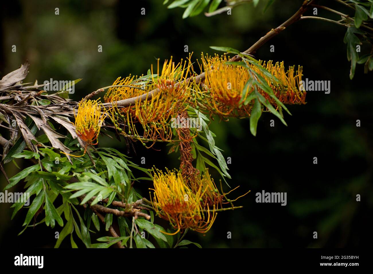 Victorian christmas tree hires stock photography and images Alamy