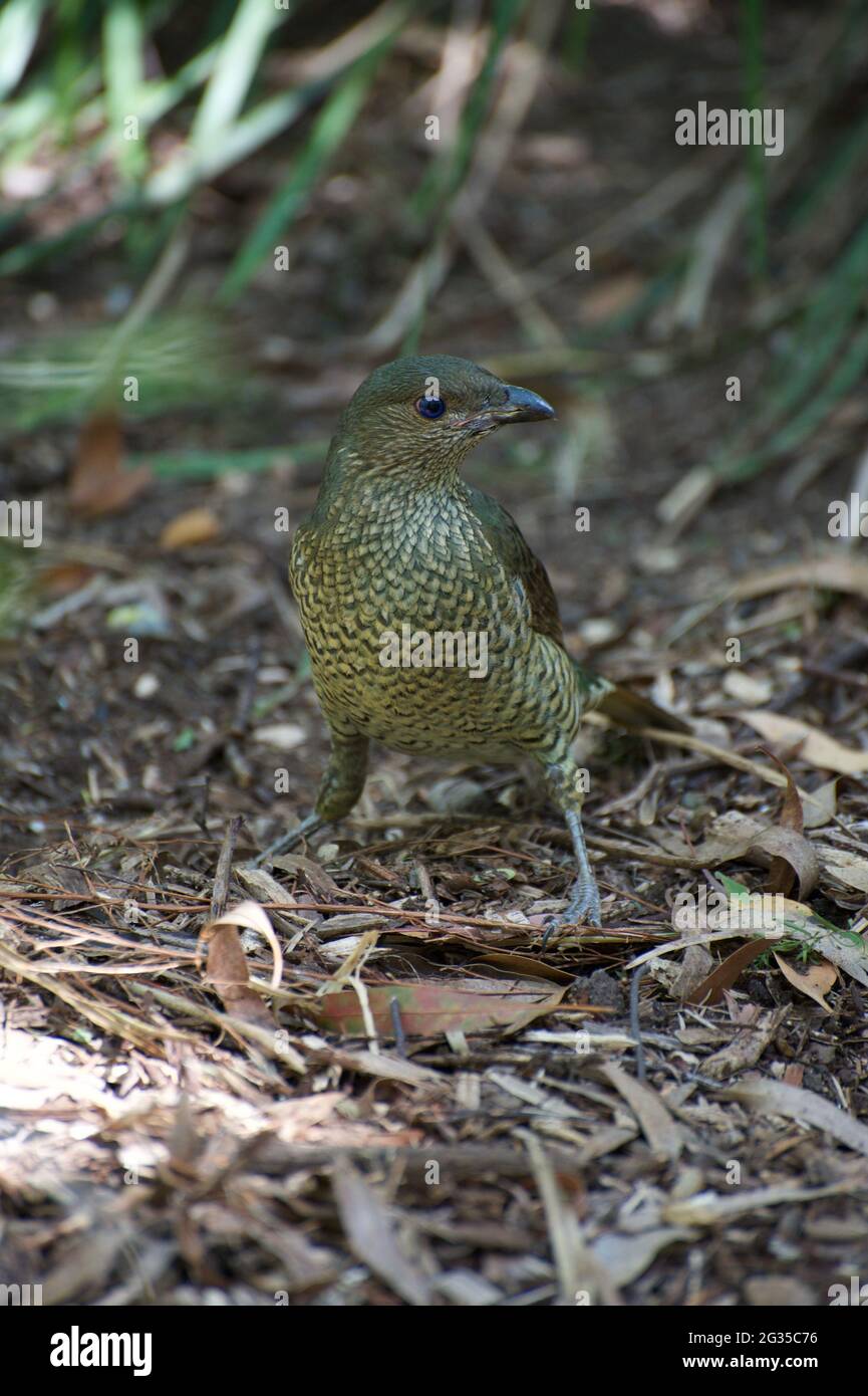 The male Satin Bower Bird (Ptilonorhynchus violaceus) has black plumage, with a blue sheen - his partner is much more shy, with perfect camouflage! Stock Photo