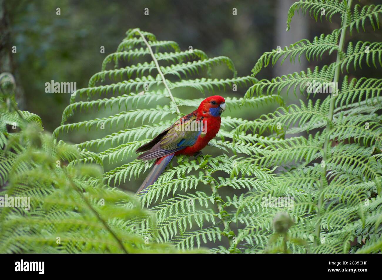 A young Crimson Rosella (Platycercus Elegans) perches on a Tree Fern frond - and keeps a watchful eye on me in Dandenong Ranges National Park. Stock Photo