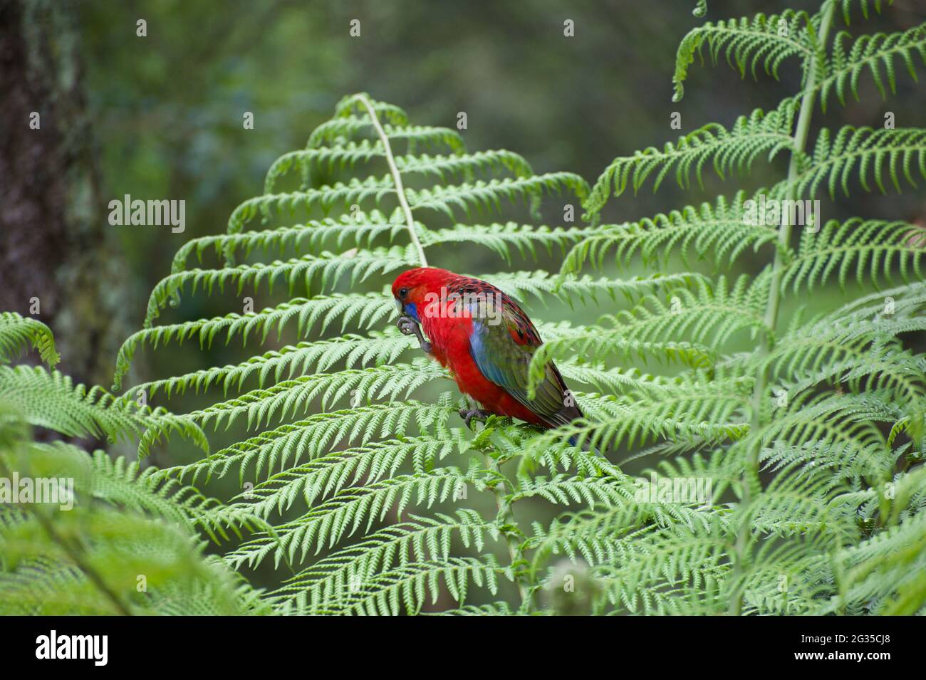 A young Crimson Rosella (Platycercus Elegans) perches in a tree fern while it eats a seed it found. Almost an adult, with just a little green left. Stock Photo