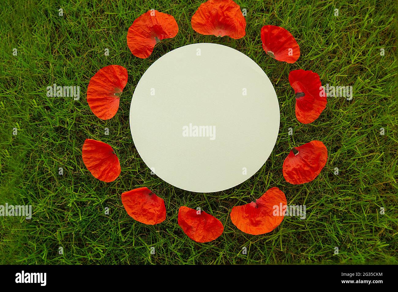 A white sheet of paper in the center of a circle of poppy petals lies on the grass. Copy Space for design. Stock Photo