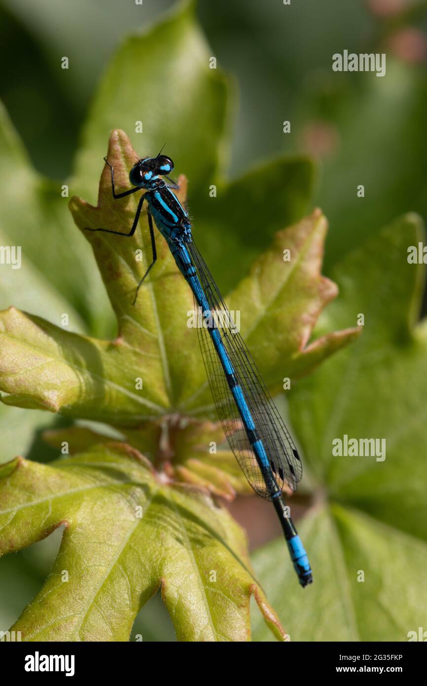 Male Azure damselfly (Coenagrion puella Stock Photo - Alamy