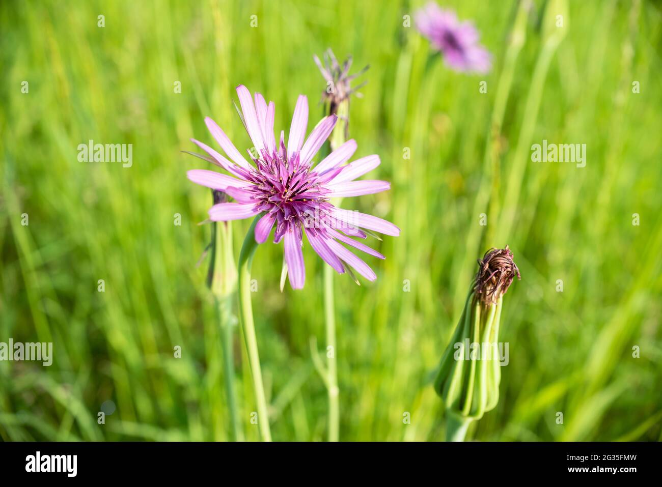 Tragopogon coelesyriacus, Jack-go-to-bed-at-noon or Common or purple salsify Stock Photo