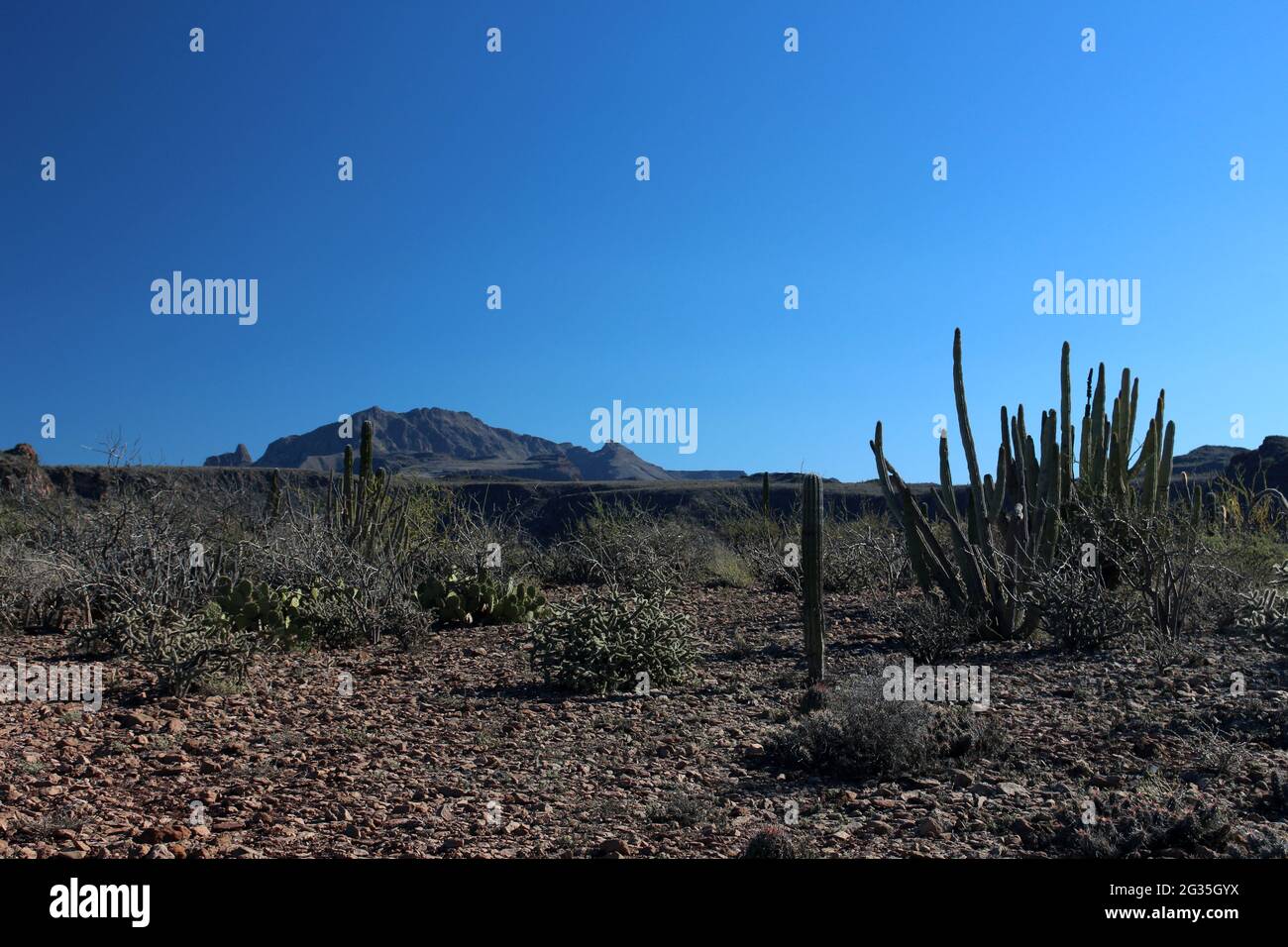 Cacti in the semidesert of Baja California Sur, Mexico Stock Photo Alamy