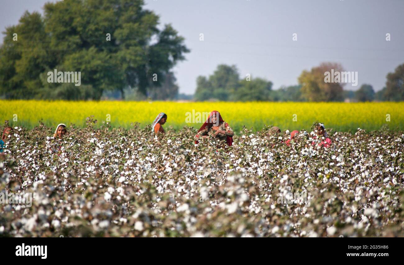 Gujarati cotton pickers hires stock photography and images Alamy