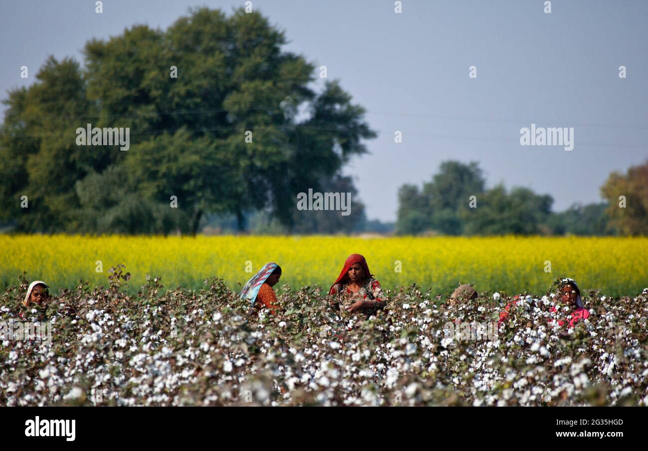 The cotton picker  women from fields of cotton in Punjab Pakistan and India , still used traditional cotton picking by hands Stock Photo