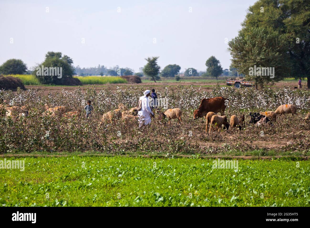 Gujarati cotton pickers hires stock photography and images Alamy