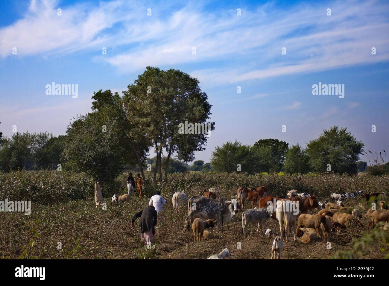 The cotton picker women from fields of cotton in Punjab Pakistan and India , still used