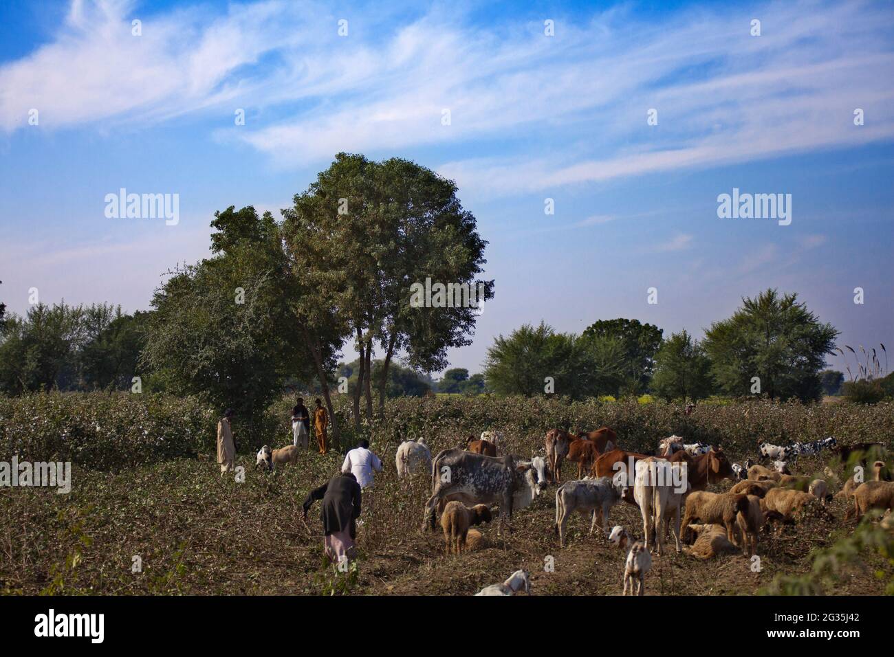 The cotton picker  women from fields of cotton in Punjab Pakistan and India , still used traditional cotton picking by hands Stock Photo