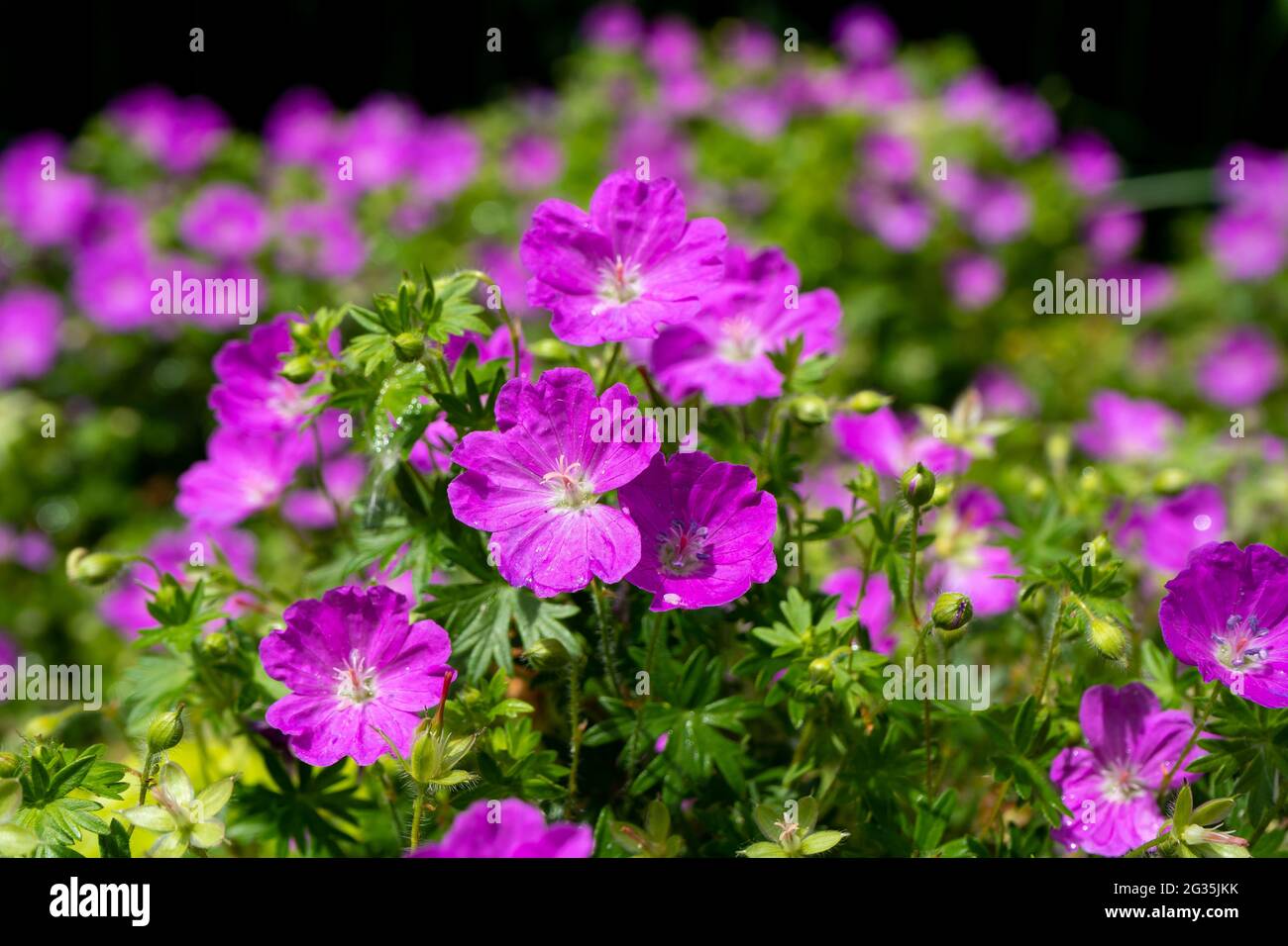 Gorgeous purple bohemian geranium. Lilac geranium flowers in the flowerbed. Beautiful background. Pink and violet flowers, buds and leaves. Gardening. Flower bed. Stock Photo