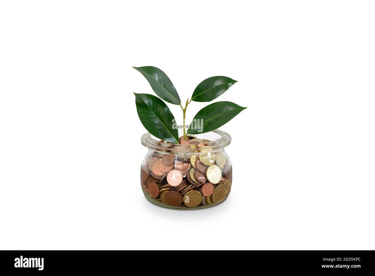 Plant growing in money jar saved coins. Isolated on white. Stock Photo