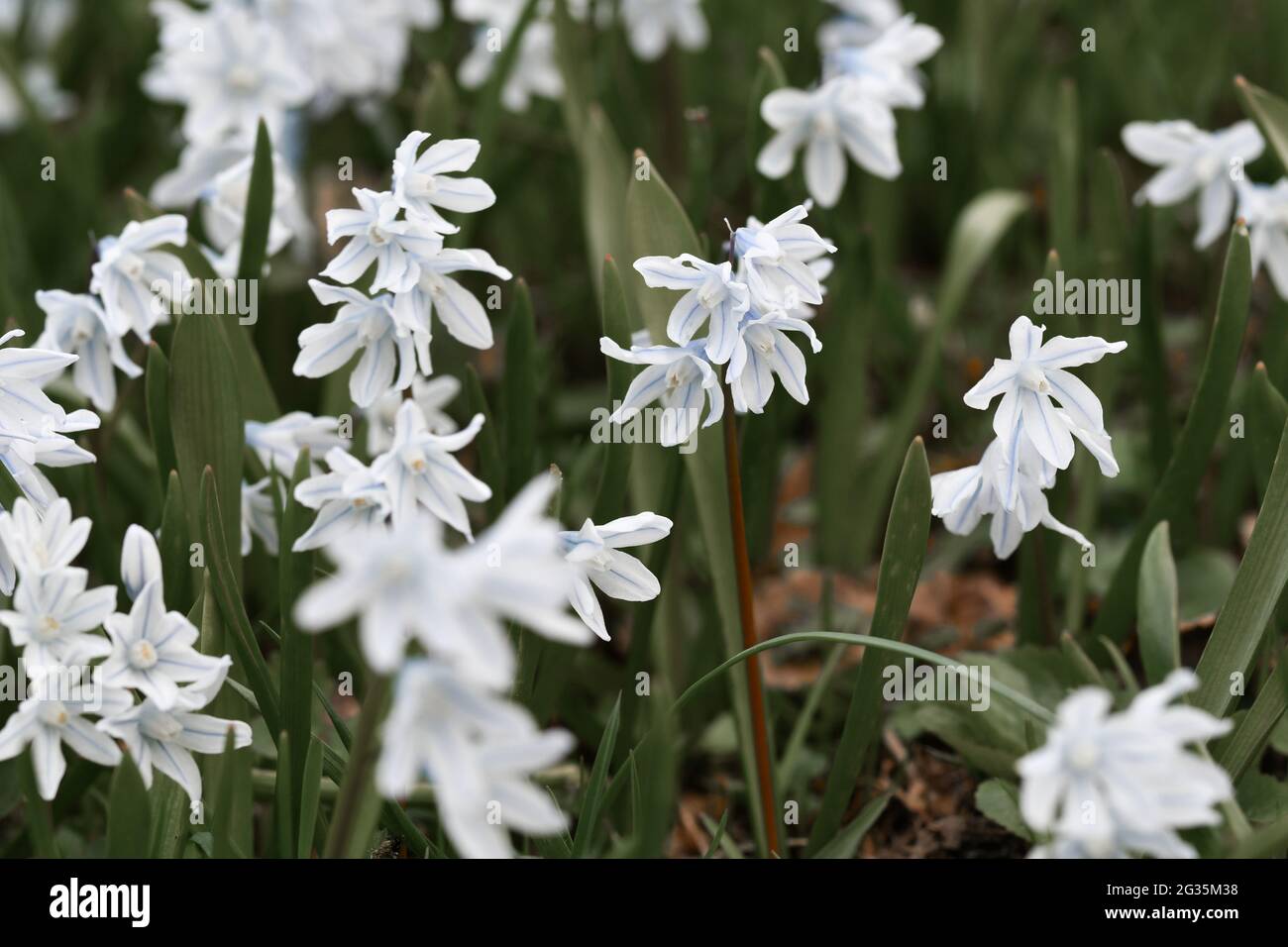 Closeup macro of white flowers in spring Stock Photo - Alamy