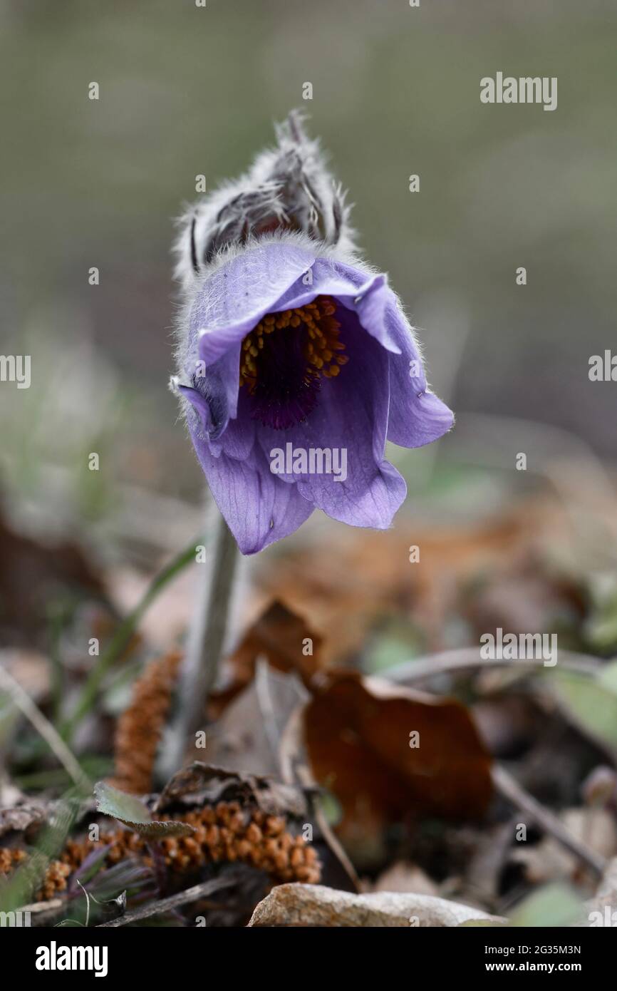 Closeup macro of a purple flower in spring Stock Photo - Alamy