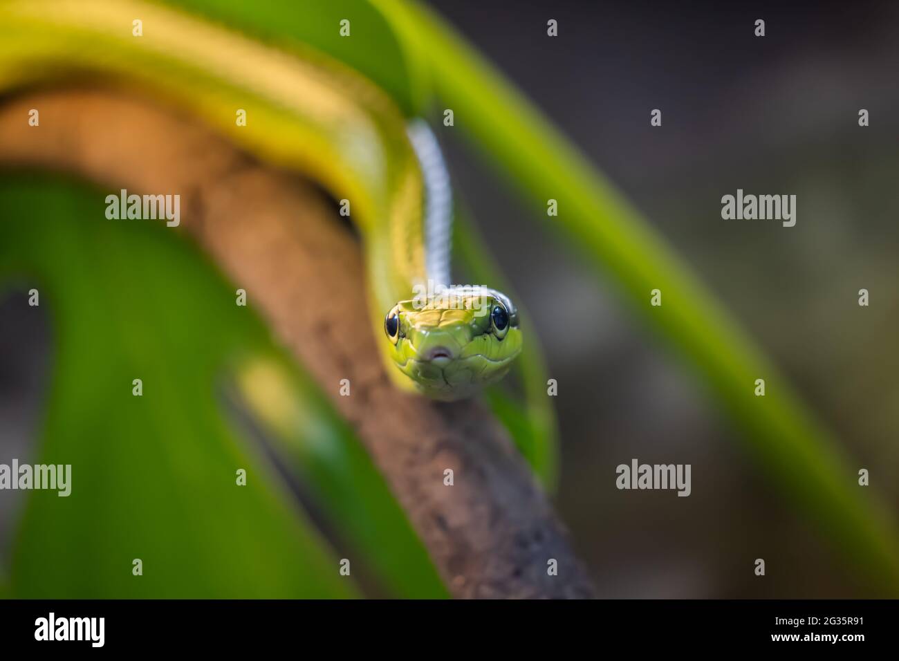 Gonyosoma oxycephalum Red-tailed Racer, arboreal ratsnake or the red-tailed green ratsnake on tree branch, shallow focus on head, family: Colubridae, Stock Photo
