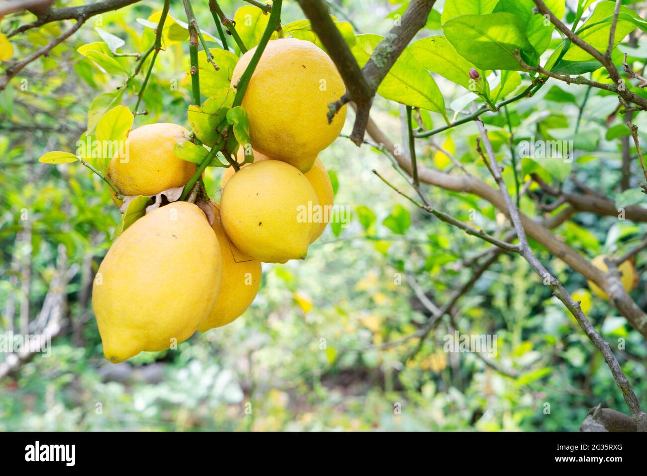 Lemon garden with fruits Stock Photo Alamy
