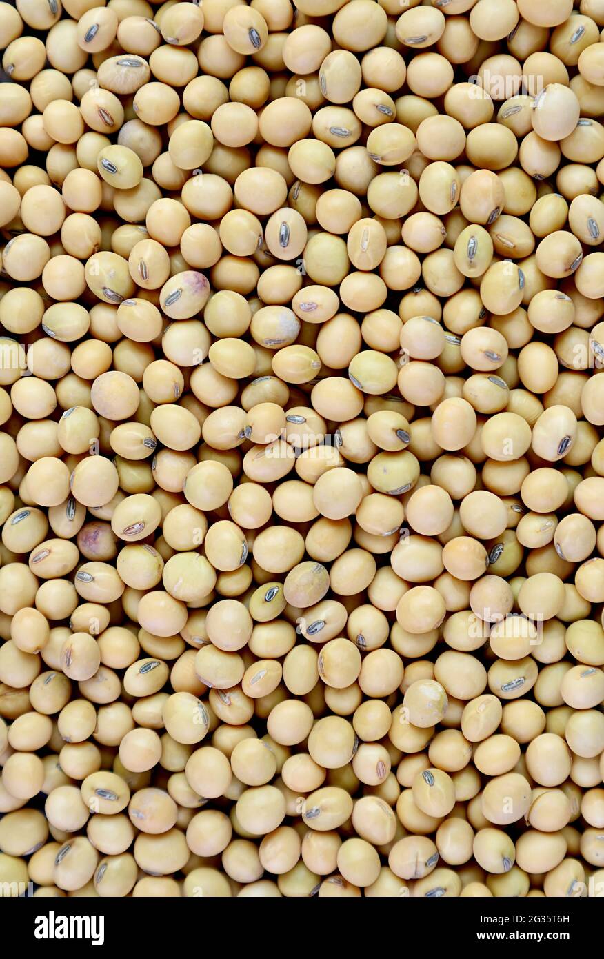 Top view of heap of dried soybeans for background or banner Stock Photo