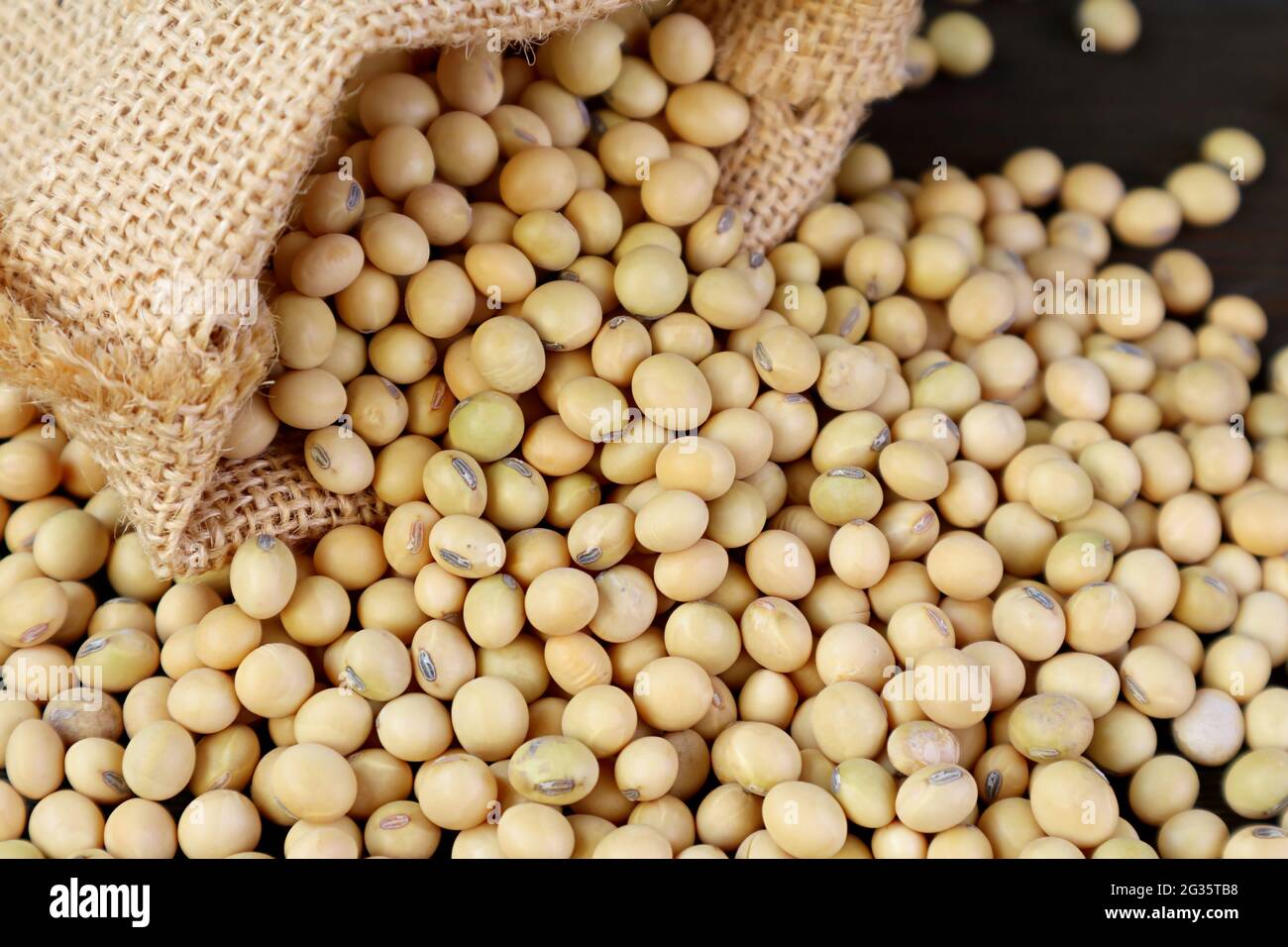 Closeup Pile of Raw Soybeans Poured Out of a Burlap Bag Stock Photo
