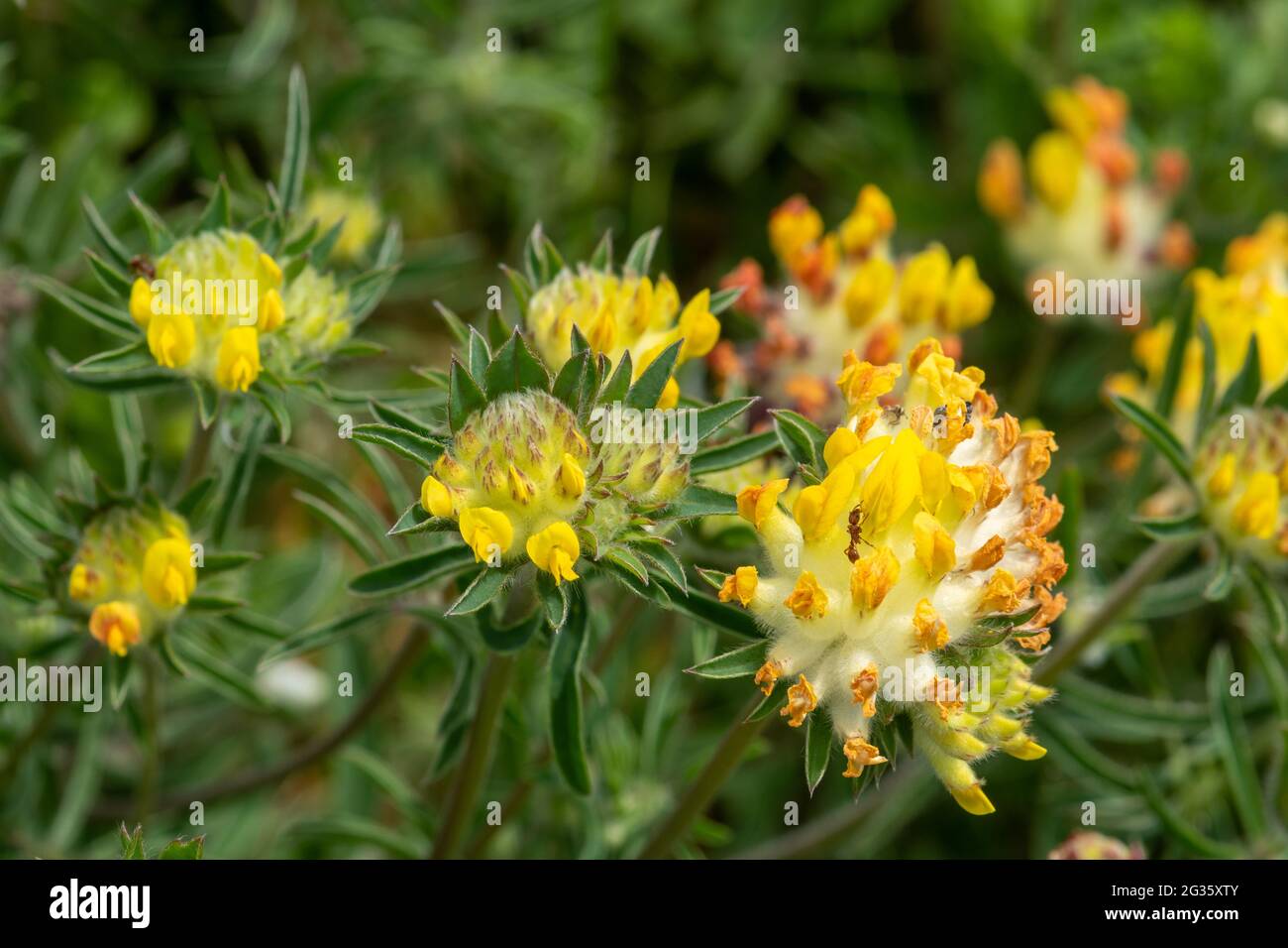 Kidney vetch (Anthyllis vulneraria) yellow wildflowers on chalk downland, Surrey, UK Stock Photo