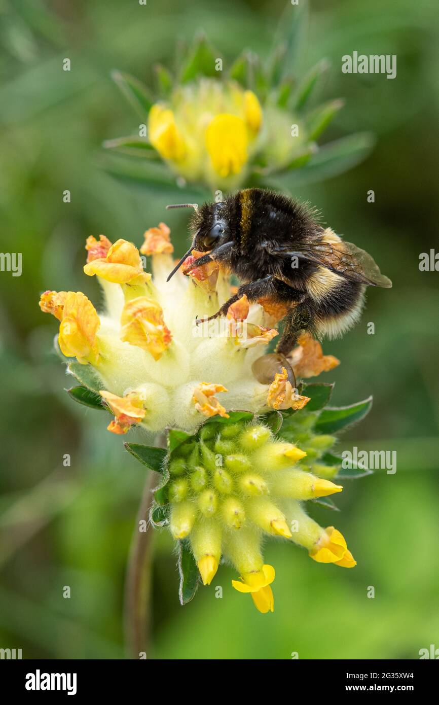 Bumblebee feeding on nectar from kidney vetch (Anthyllis vulneraria) yellow wildflowers on chalk downland, Surrey, UK Stock Photo