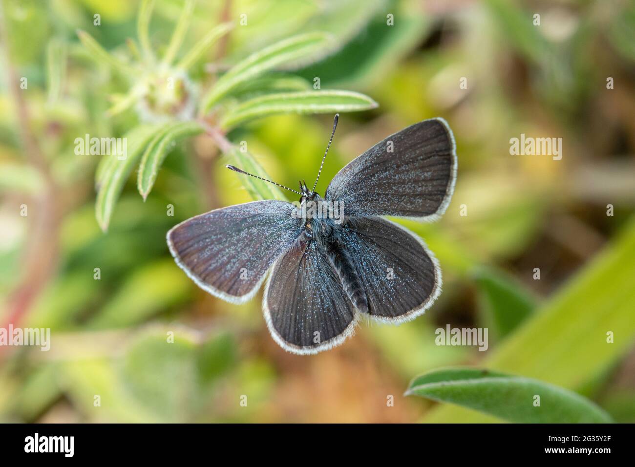 Small blue butterfly (Cupido minimus), UK Stock Photo