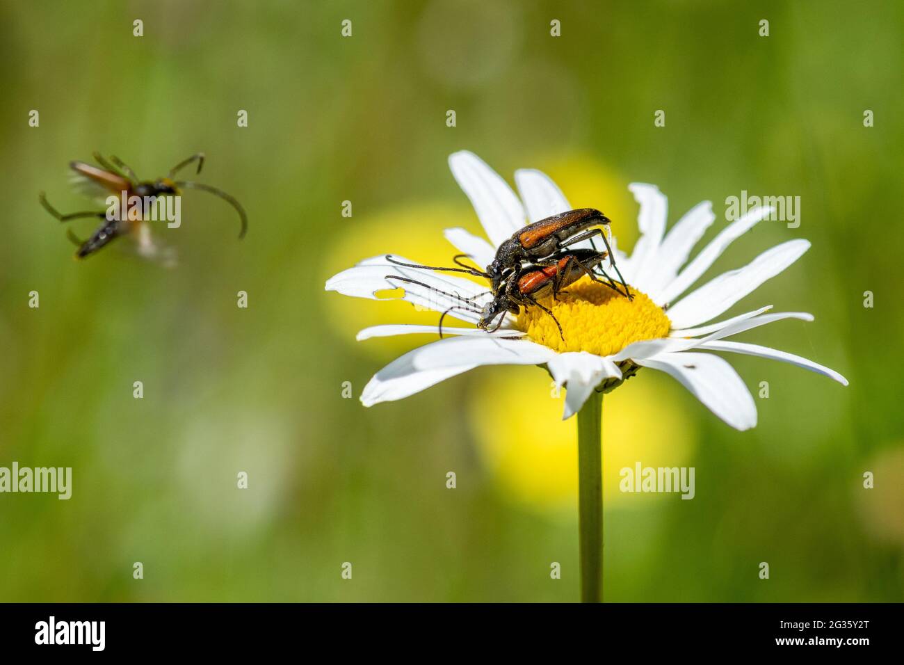 Flower longhorn beetles (Stenurella melanura), with a beetle flying towards on an oxeye daisy (Leucanthemum vulgare), UK. Stock Photo