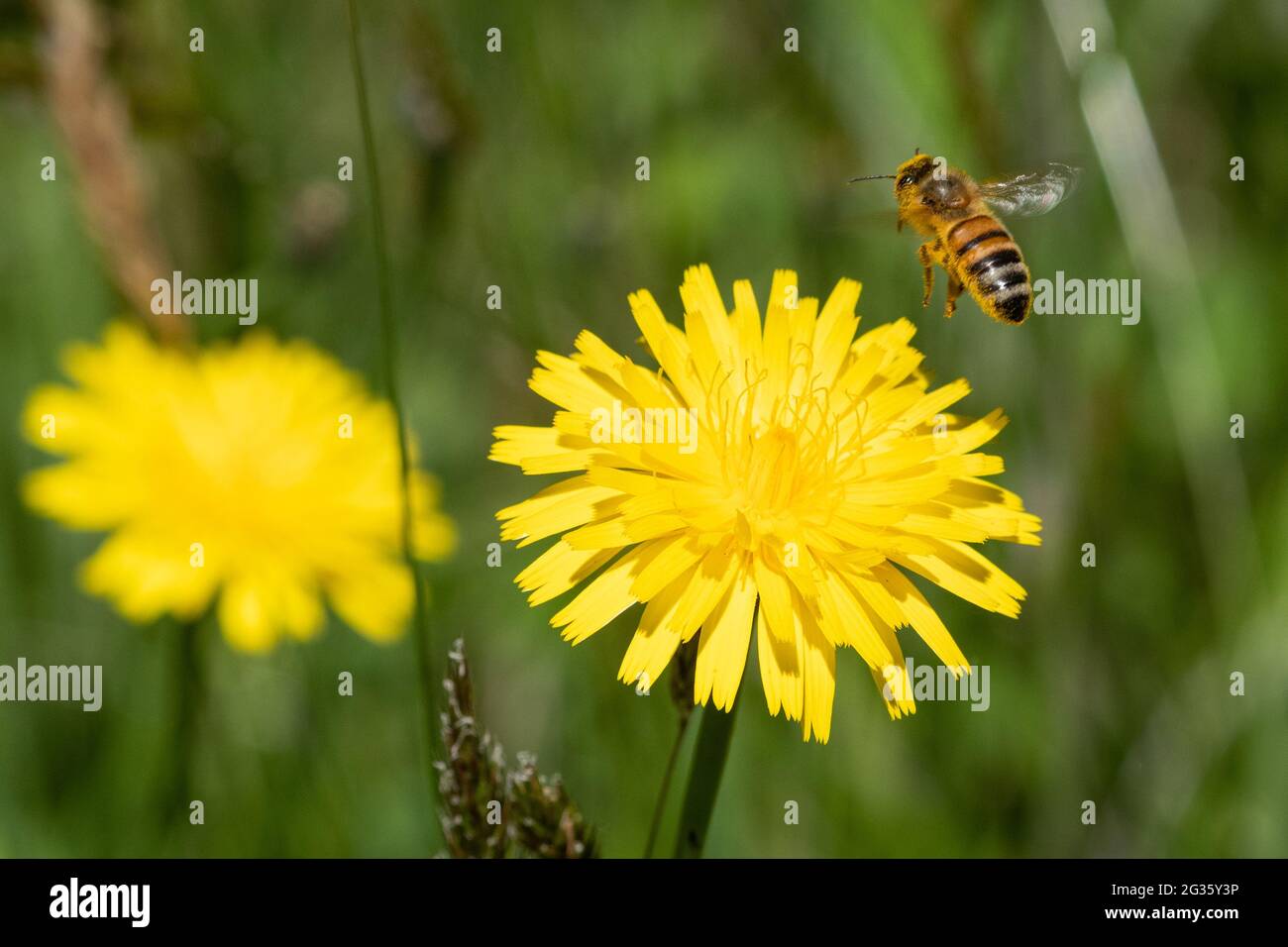 Honeybee (Apis mellifera) taking off from dandelion (Taraxacum officinale). Stock Photo