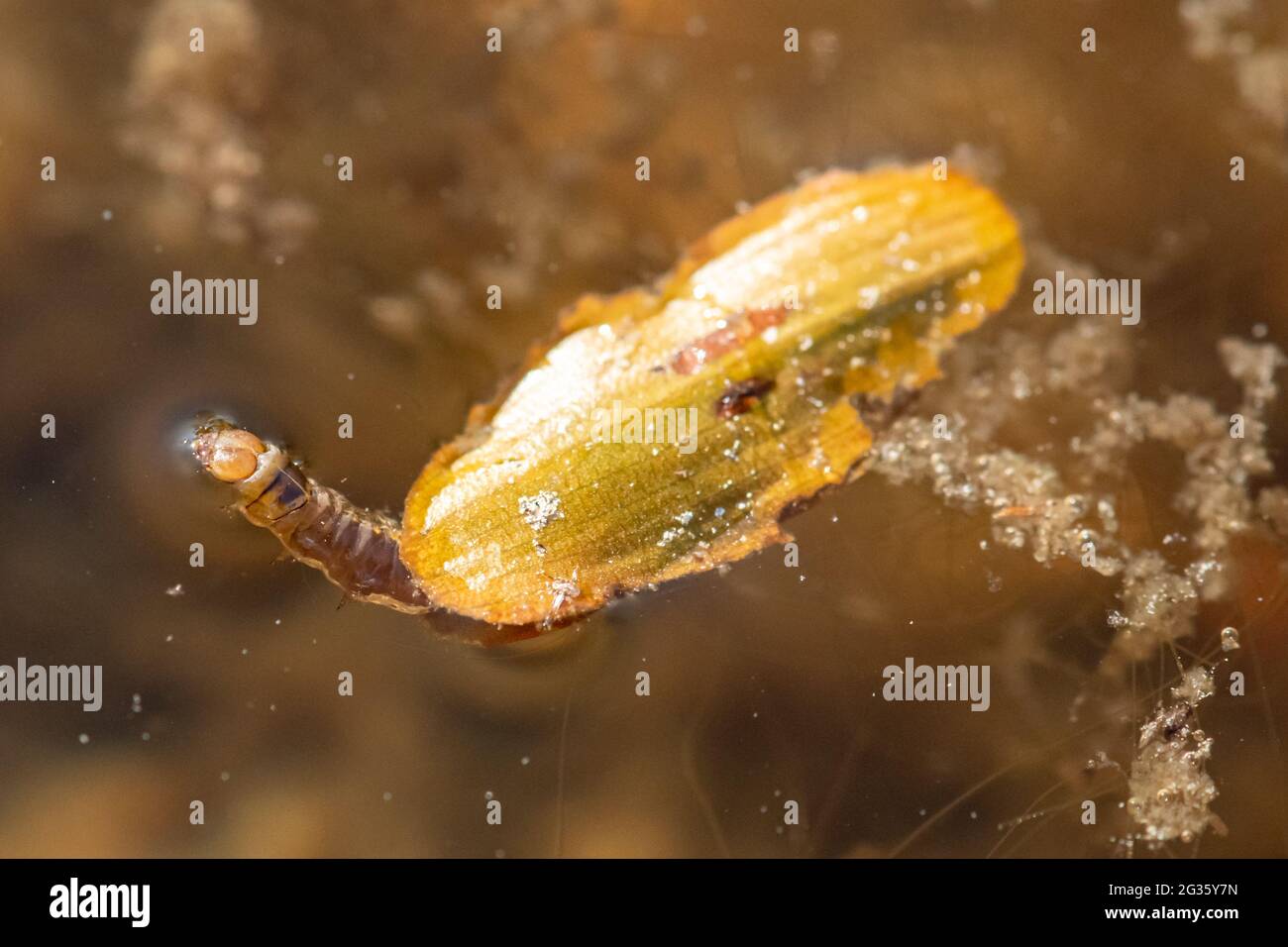 Caddisfly larva (Trichoptera sp.) in a pond using plant material as a case, UK Stock Photo